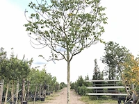 Walnotenboom juglans regia, vruchtboom, ca. 5 m hoog - afbeelding 1 van  1