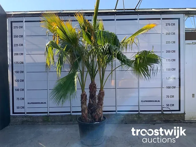 Washingtonia robusta grupo - afbeelding 1 van  6