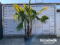 Washingtonia robusta grupo