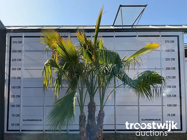 Washingtonia robusta grupo - afbeelding 2 van  6