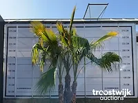 Washingtonia robusta grupo - afbeelding 2 van  6