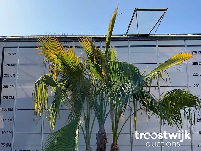 Washingtonia robusta grupo - afbeelding 3 van  6