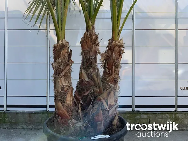 Washingtonia robusta grupo - afbeelding 4 van  6