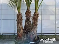 Washingtonia robusta grupo - afbeelding 4 van  6