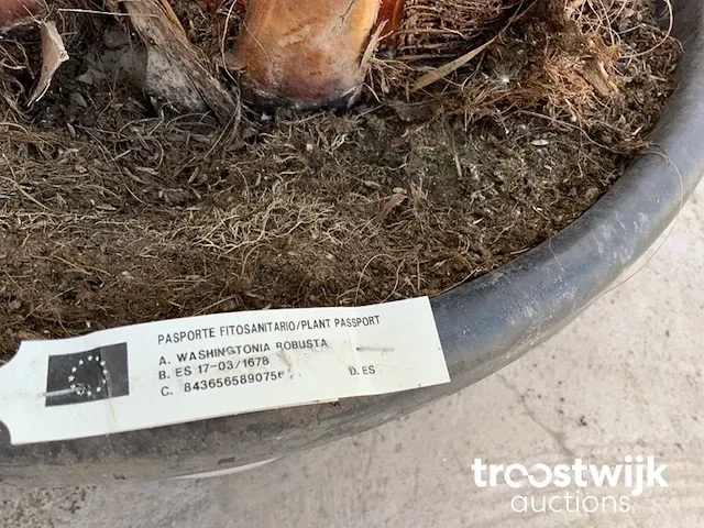 Washingtonia robusta grupo - afbeelding 5 van  6