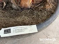 Washingtonia robusta grupo - afbeelding 5 van  6