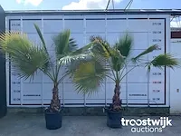 Washingtonia robusta - afbeelding 1 van  5