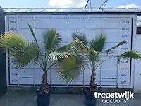 Washingtonia robusta - afbeelding 2 van  5