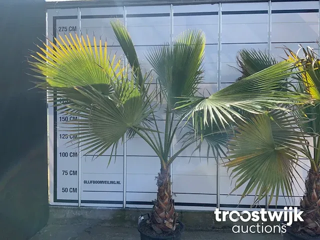 Washingtonia robusta - afbeelding 4 van  5