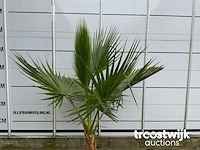 Washingtonia robusta - afbeelding 3 van  5