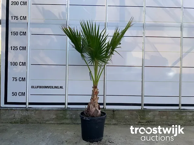 Washingtonia robusta - afbeelding 1 van  5