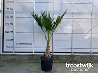 Washingtonia robusta - afbeelding 1 van  5