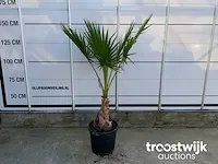 Washingtonia robusta - afbeelding 2 van  5