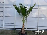 Washingtonia robusta - afbeelding 3 van  5