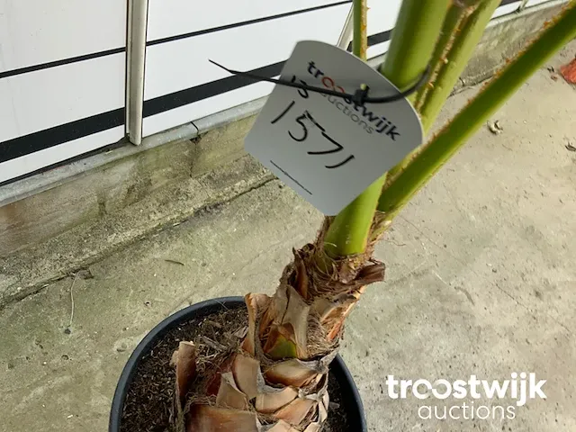 Washingtonia robusta - afbeelding 4 van  5
