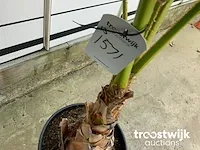 Washingtonia robusta - afbeelding 4 van  5