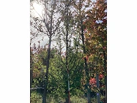 Watercipres - parkboom - afbeelding 2 van  4