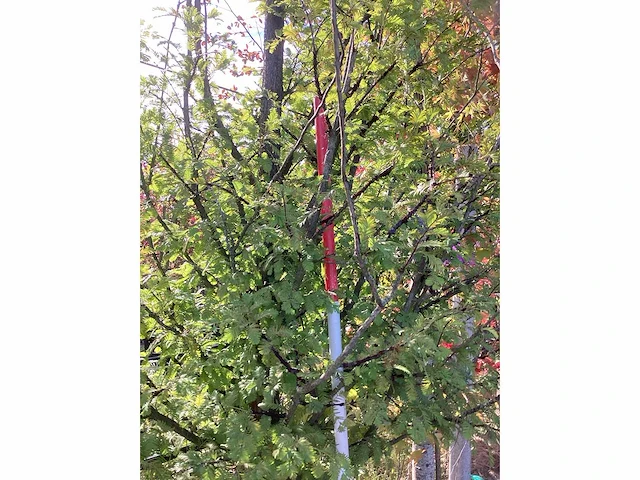 Watercipres - parkboom - afbeelding 3 van  4