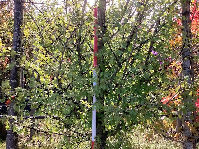 Watercipres - parkboom - afbeelding 4 van  4