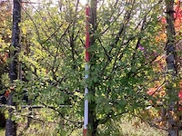 Watercipres - parkboom - afbeelding 4 van  4
