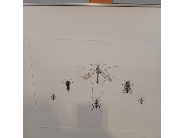Werk op papier/aquarel, jan hensema, insekten, 1982 - afbeelding 6 van  9
