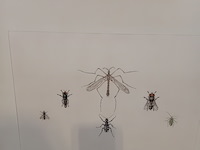 Werk op papier/aquarel, jan hensema, insekten, 1982 - afbeelding 6 van  9