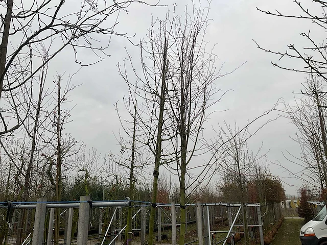 Wilde appelboom - afbeelding 1 van  4