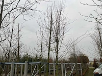 Wilde appelboom - afbeelding 1 van  4
