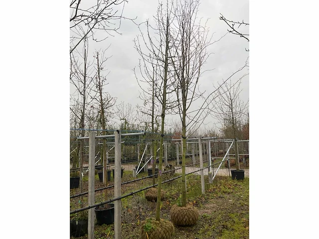 Wilde appelboom - afbeelding 2 van  4