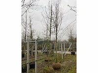Wilde appelboom - afbeelding 2 van  4