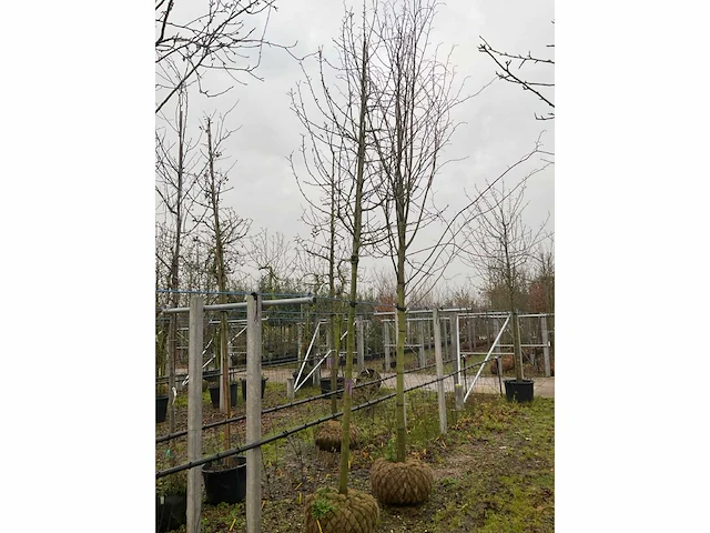 Wilde appelboom - afbeelding 3 van  4