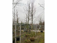 Wilde appelboom - afbeelding 3 van  4