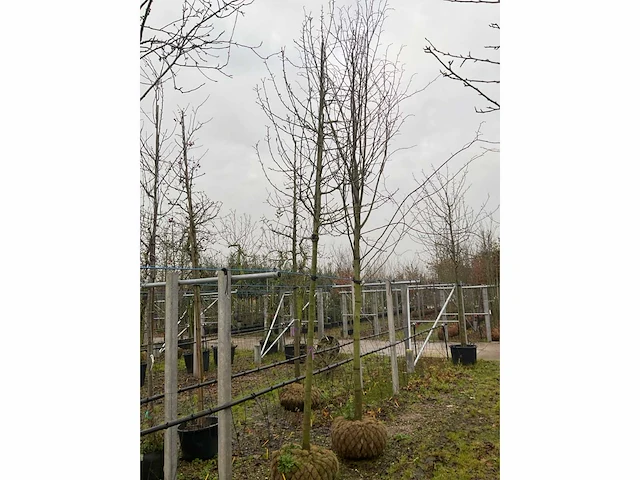Wilde appelboom - afbeelding 4 van  4