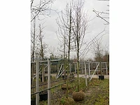 Wilde appelboom - afbeelding 4 van  4