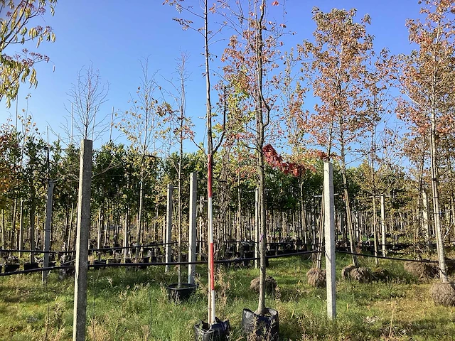 Wilde lijsterbes - parkboom - afbeelding 1 van  3