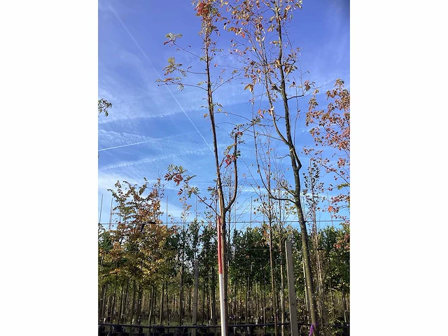 Wilde lijsterbes - parkboom - afbeelding 2 van  3