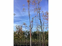 Wilde lijsterbes - parkboom - afbeelding 2 van  3