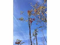 Wilde lijsterbes - parkboom - afbeelding 3 van  3