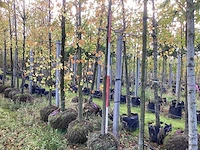 Wintereik - laanboom - afbeelding 1 van  5