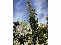 Wintereik - laanboom - afbeelding 3 van  4