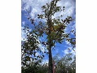 Wintereik - parkbomen - afbeelding 2 van  4