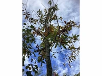 Wintereik - parkbomen - afbeelding 3 van  4
