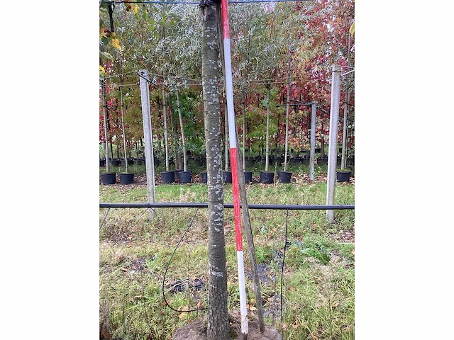 Wintereik - parkbomen - afbeelding 4 van  4