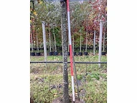 Wintereik - parkbomen - afbeelding 4 van  4