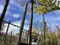 Winterlinde - dakbomen - afbeelding 1 van  4