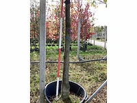 Winterlinde - dakbomen - afbeelding 3 van  4