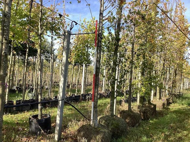 Winterlinde - laanbomen (3x) - afbeelding 1 van  4