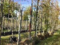 Winterlinde - laanbomen (3x) - afbeelding 1 van  4