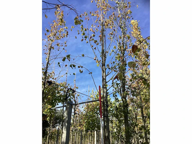 Winterlinde - laanbomen (3x) - afbeelding 2 van  4