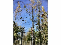 Winterlinde - laanbomen (3x) - afbeelding 2 van  4